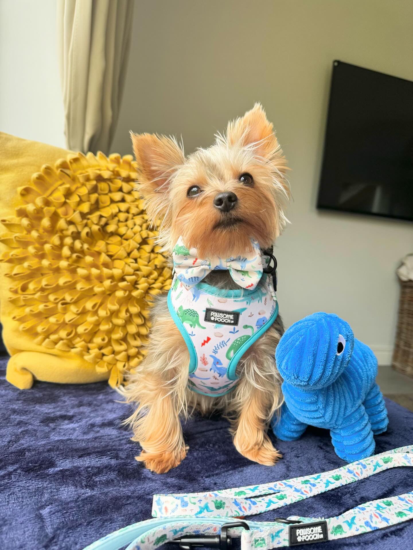 Dino paws bow-tie