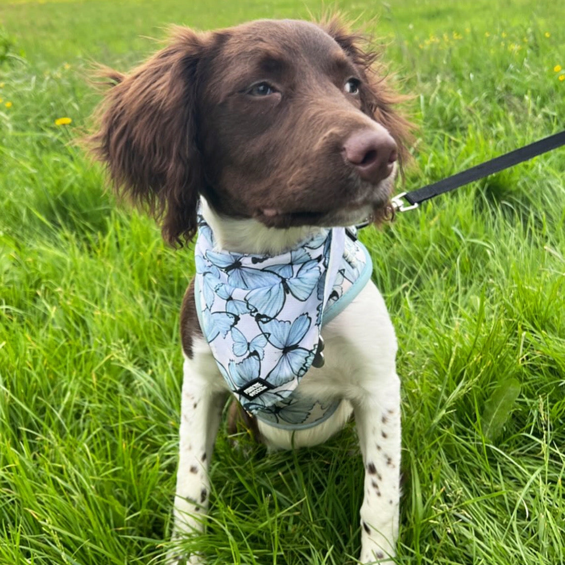 Pupperfly bandana