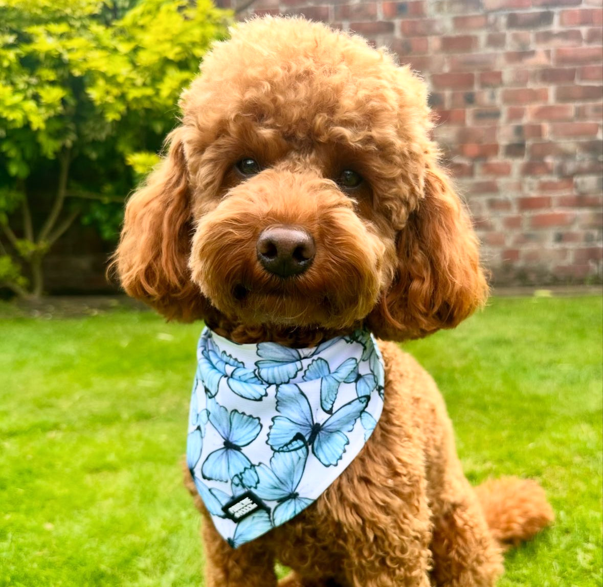 Pupperfly bandana